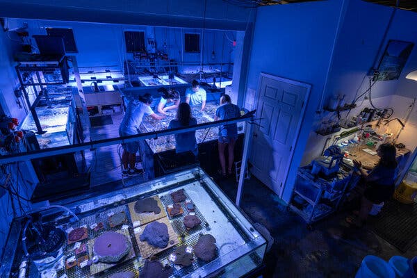 A laboratory with many tanks of water. The light is dim and bluish. Five people are gathered around a square tank near the center of the room. 